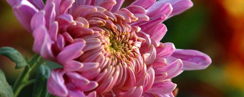 菊花浇水后叶子怎么垂下了 菊花浇水后叶子怎么垂下了呢