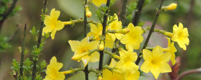 迎春花夏天的养护和管理 迎春花春天怎么养