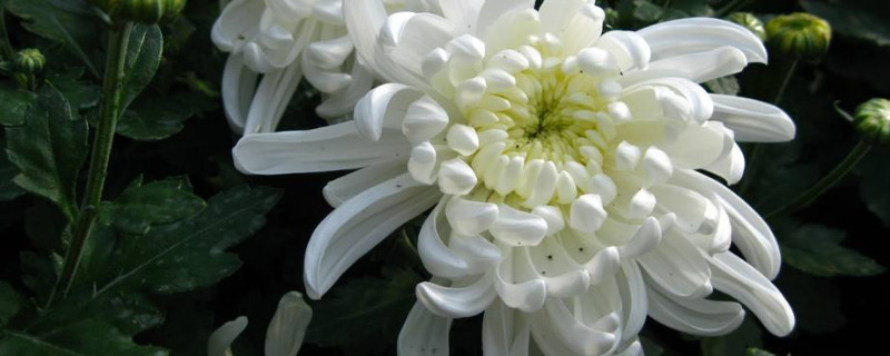 菊花夏天怎么管理（菊花夏季的养殖方法和注意事项）