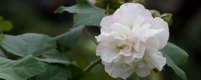 芙蓉花怎么养家庭养法（芙蓉花要怎么养）