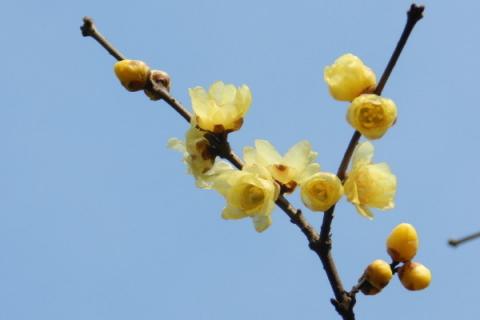 盆栽腊梅好养吗