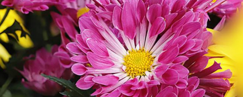 菊花能吃吗（菊花泡水后菊花能吃吗）