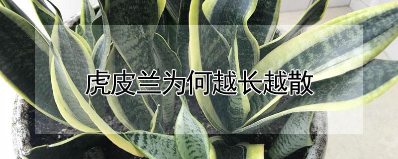 虎皮兰为何越长越散（虎皮兰为何越长越散了）