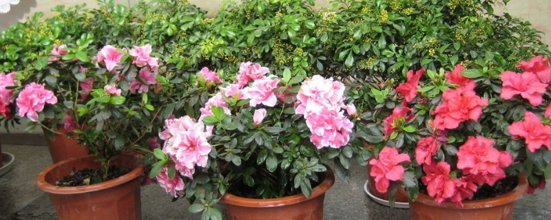 杜鹃花重剪能活吗（杜鹃花重剪后的养护）