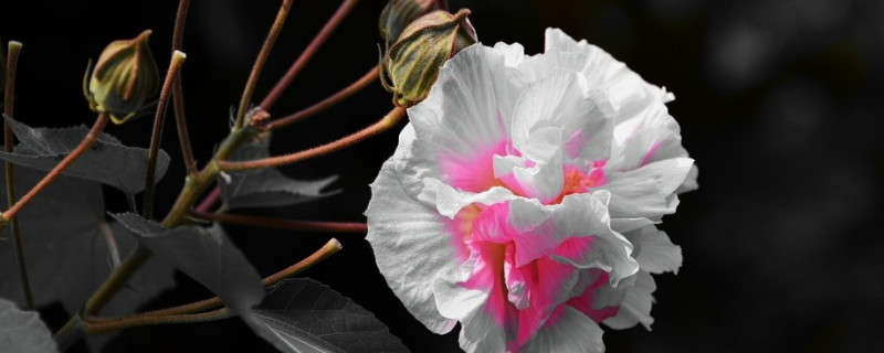 芙蓉花有什么特点 芙蓉花有哪些特点