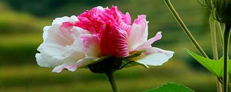 芙蓉花夏天开了花秋天也开花吗（芙蓉花夏天开了花秋天也开花吗图片）