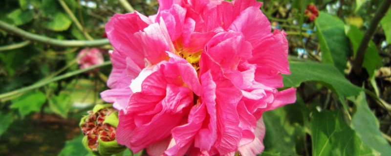 芙蓉花夏季可以水培吗 芙蓉花夏季可以水培吗视频