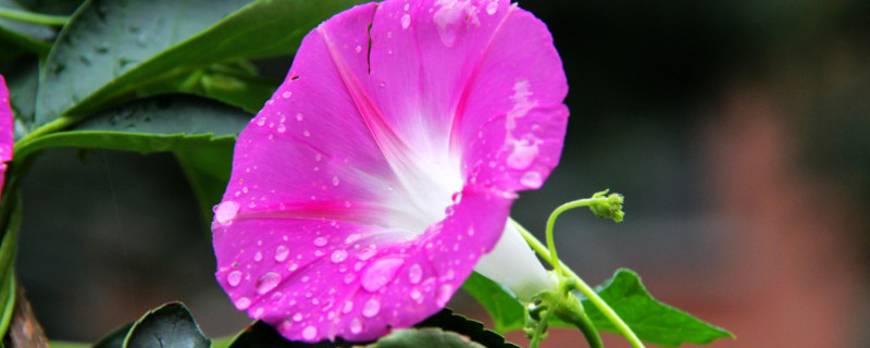牵牛花长虫子怎么处理 牵牛花长虫子怎么处理干净