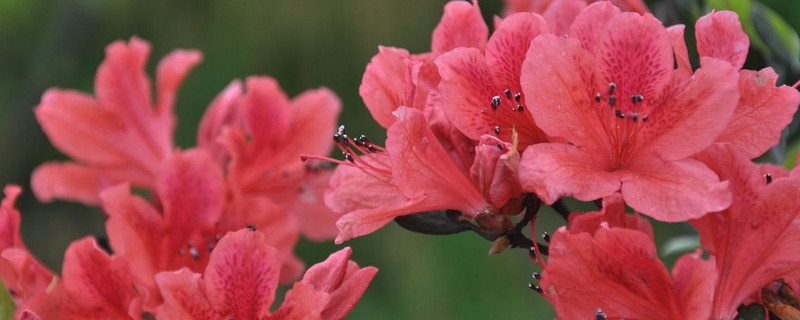 杜鹃花叶子和花苞干枯（杜鹃花叶子和花苞干枯怎么办）