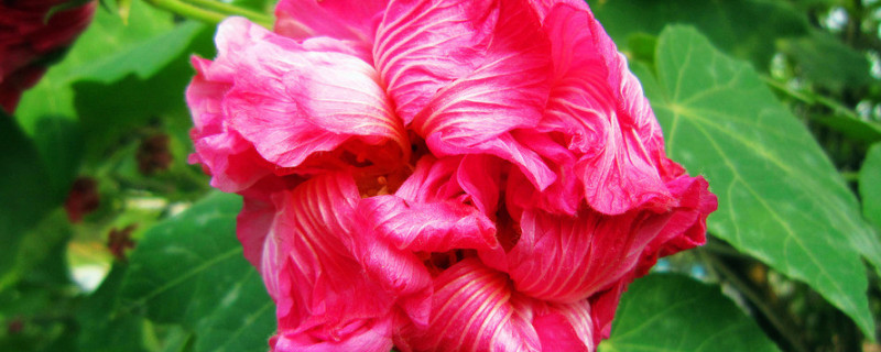 芙蓉花根烂了怎么办 芙蓉花根烂了怎么办?