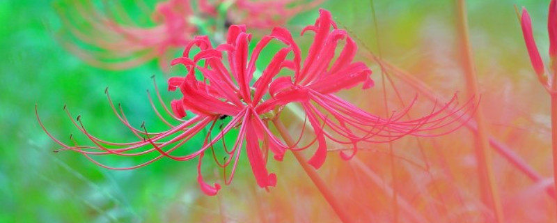 春天种彼岸花要多久才发芽 春天种彼岸花要多久才发芽出土