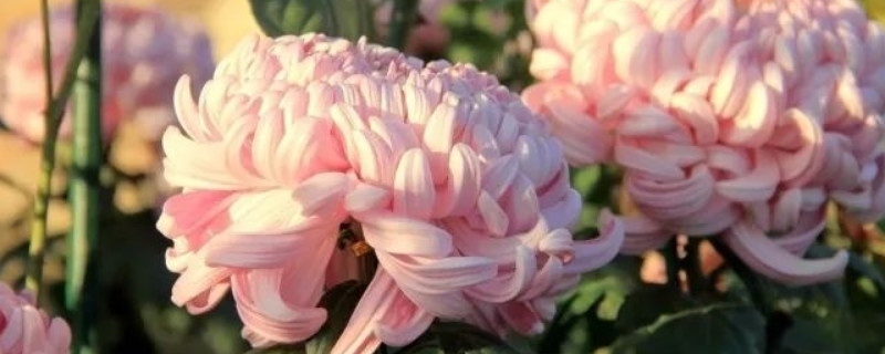 菊花叶子怎么修剪（菊花叶子怎么修剪好看）