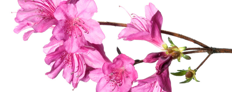 杜鹃花叶子变软（杜鹃花叶子变软了怎么办）