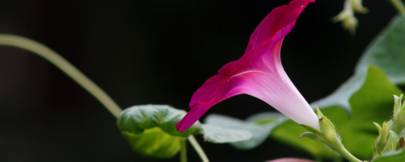 牵牛花可以直接种在花盆里吗 牵牛花可以直接种在花盆里吗