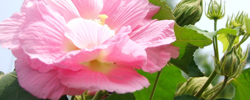 开过的芙蓉花怎么处理 芙蓉花开花时能换盆吗