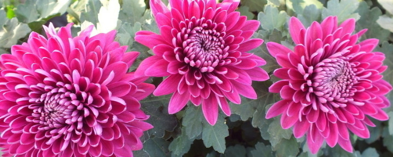 菊花有哪些品种（可食用的菊花有哪些品种）