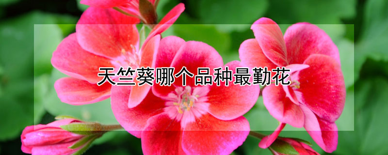 天竺葵哪个品种最勤花 天竺葵哪个品种勤花耐热