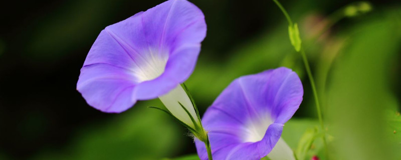牵牛花摘心是摘掉蔓还是叶子 牵牛花摘心怎么摘