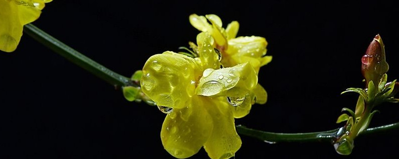 迎春花什么时间倒盆（迎春花什么时间倒盆好）