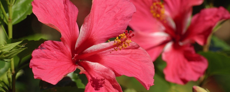 芙蓉花长种球后怎么办 ktv调声