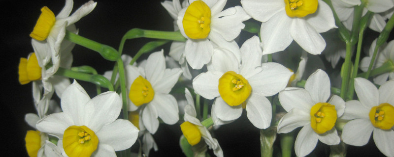 水仙花怎么种植方法 水仙花怎么种植方法水培