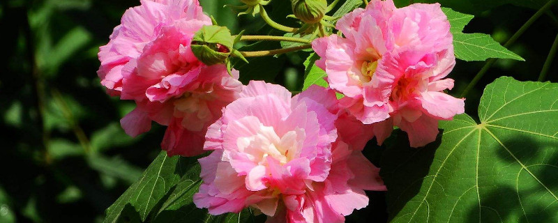 芙蓉花盆栽几月种植（芙蓉花盆栽几月种植最好）