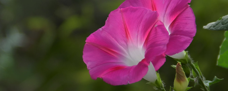 牵牛花有香味吗（牵牛花有香味吗?为什么）