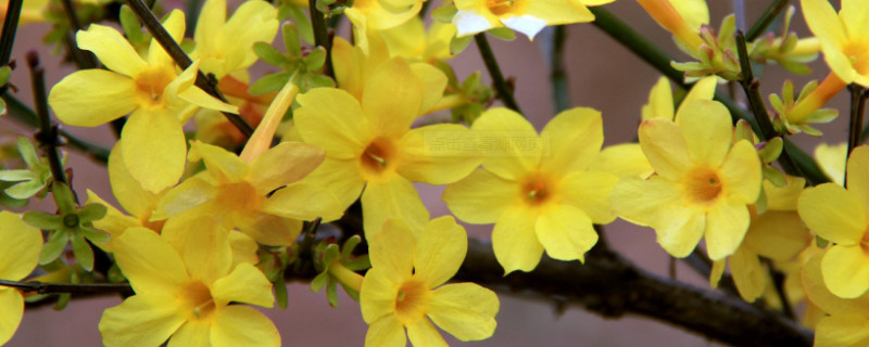 迎春花和报春花的区别 迎春花和报春花的区别图片