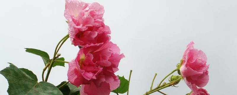 芙蓉花叶子打蔫怎么办 芙蓉花叶子蔫了还能活吗