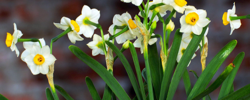 怎样养水仙花会多开花（怎样养水仙花会多开花呢）