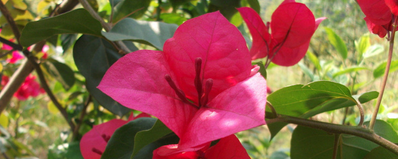 北方杜鹃花什么时候开 北方盆栽杜鹃花什么时间开花