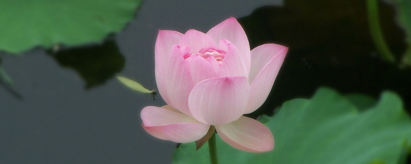 芙蓉花和莲花一样吗（芙蓉花和荷花）