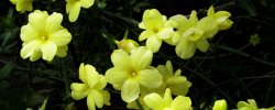 迎春花秋天可以修剪吗 迎春花秋天能扦插吗