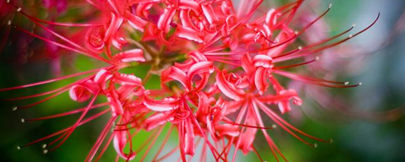 彼岸花休眠期要浇水吗（彼岸花休眠期要浇水吗为什么）