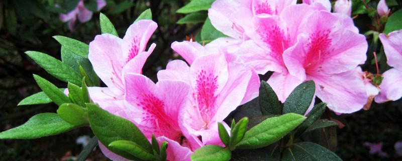 杜鹃花的花蕊是什么颜色（杜鹃花的花蕊有雄蕊吗）
