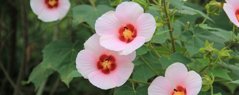 牵牛花的芽向什么生长 牵牛花的幼芽