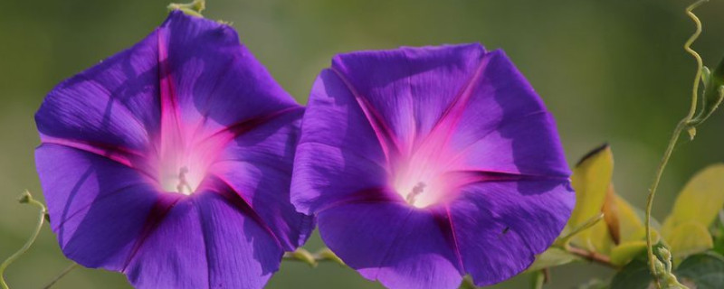 牵牛花怎么移盆 牵牛花怎么移盆视频
