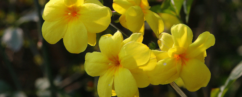 迎春花根怎么变粗（迎春花根怎样变粗,怎样绑扎造型）