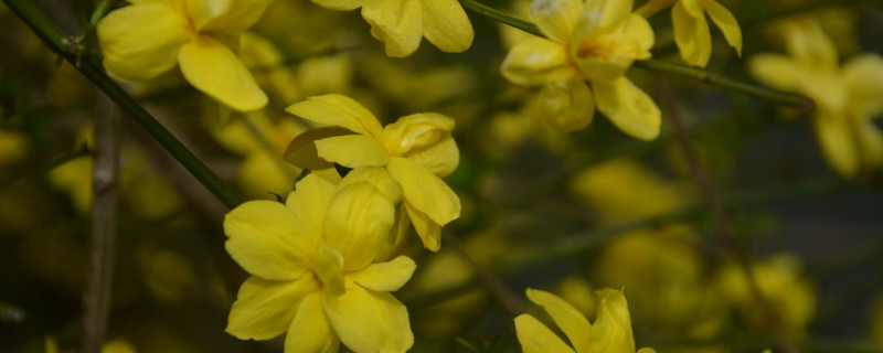 迎春花盆栽怎么知道是否活着（迎春花盆景开完花后怎么管理）