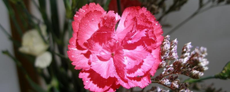 康乃馨是什么季节的花（康乃馨是哪个季节）