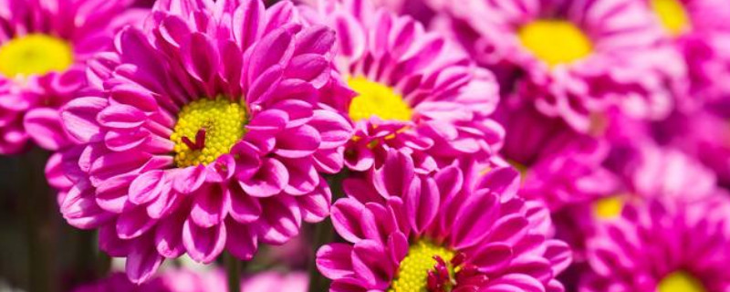 菊花叶子能吃吗（菊花叶子有什么用处）