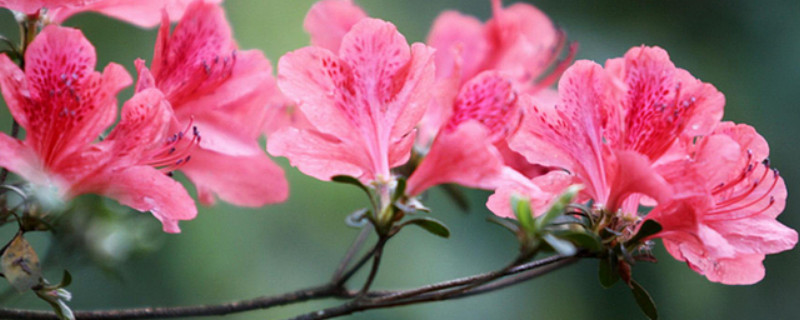 杜鹃花什么时候入室过冬 杜鹃花什么时候进屋