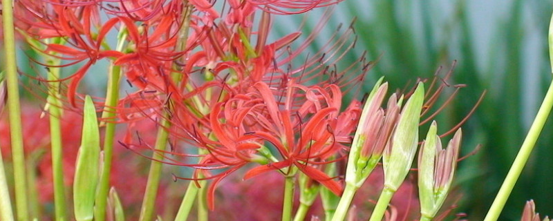 彼岸花秋天发芽怎么办 彼岸花秋天发芽怎么办图片