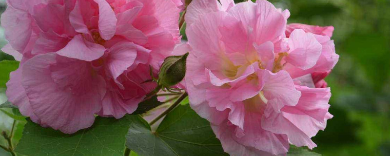芙蓉花冬天需要剪枝吗 芙蓉花冬天需要剪枝吗