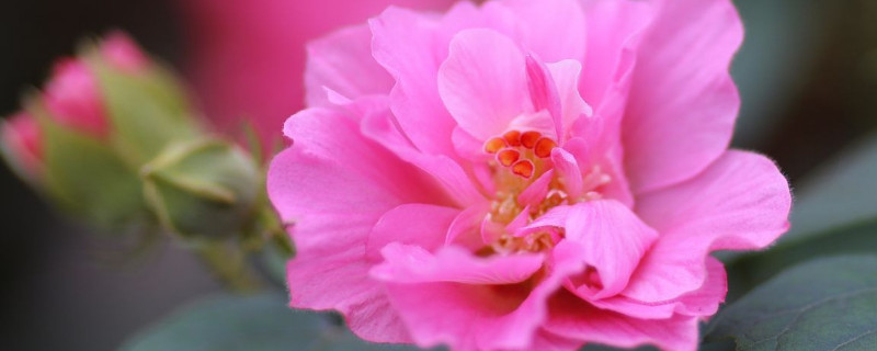 芙蓉花什么时候修剪比较好（芙蓉花什么时候修剪比较好呢）