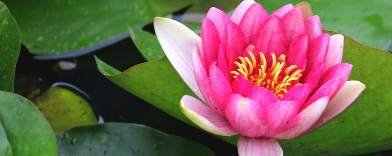 水芙蓉花有毒吗（水芙蓉花有毒吗能吃吗）