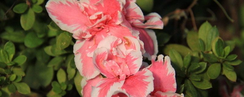 杜鹃花几月份长新叶子（杜鹃花什么时候长新叶子）