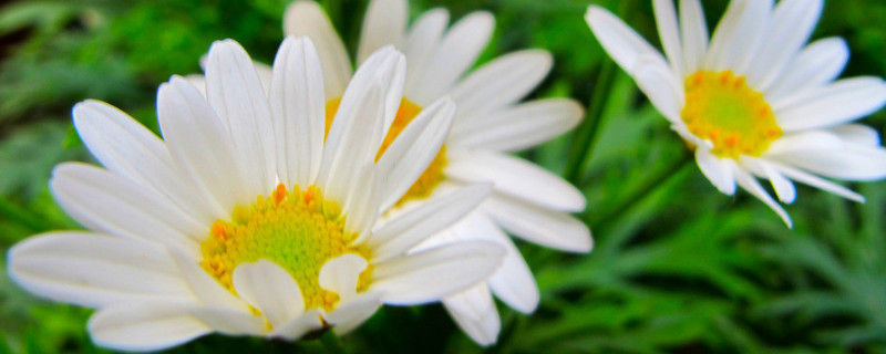 菊花秋天可以换盆吗 菊花秋天可以换盆吗视频