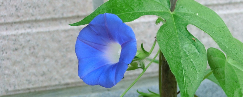 牵牛花要打顶吗 牵牛花需不需要掐头