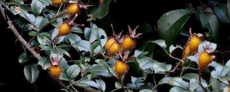 金樱子是花还是果实（金樱子是什么花的果实）